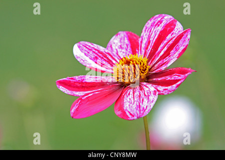 Georgina (Dahlia spec.), infiorescenza, in Germania, in Renania Palatinato Foto Stock