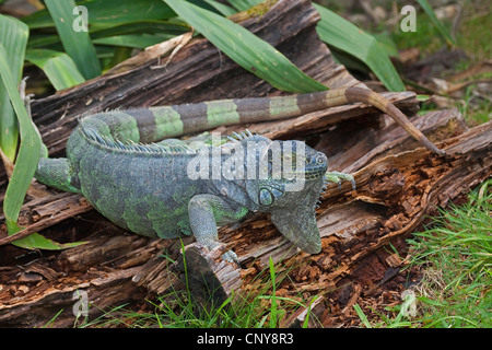 Iguana verde, comune (iguana Iguana iguana), seduti su legno morto Foto Stock
