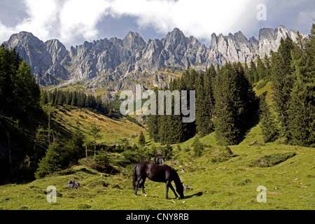 Cavalli neri sul pascolo alpino di fronte Hochkoenig mountain range, Austria Foto Stock