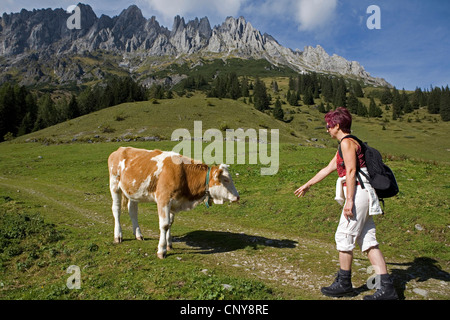 Gli animali domestici della specie bovina (Bos primigenius f. taurus), femmina wanderer incontrando una vacca, Hochkoenig mountain range in background, Austria Foto Stock