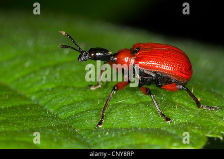 Hazel curculione (Apoderus coryli), seduta su una foglia Foto Stock