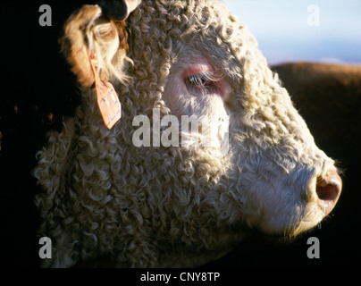 Ritratto dettagliato del profilo di un singolo Hereford bovini da carne bull su un Gallatin Valley Ranch, estate, Montana, USA Foto Stock