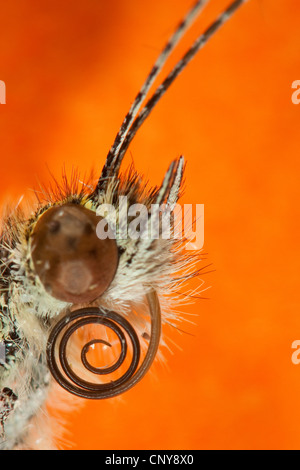 Di piccole dimensioni e di colore bianco, cavolo butterfly, importati cabbageworm (Sarcococca, rapae Artogeia rapae), ritratto con sucker arrotolata, Germania Foto Stock