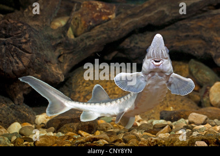 Storione atlantico (Acipenser oxyrhynchus) Foto Stock