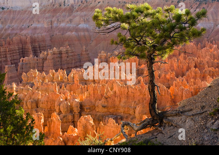 Agile pine (Pinus flexilis), crescendo in corrispondenza del bordo di Bryce Canyon con Hoodoos di 'silenzio città', USA Utah, Parco Nazionale di Bryce Canyon, Colorado Plateau Foto Stock