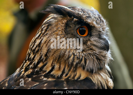 Nord del gufo reale (Bubo bubo), femmina, ritratto, Germania Foto Stock