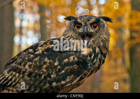 Nord del gufo reale (Bubo bubo), femmina chiamando in una foresta di faggio in autunno, Germania Foto Stock