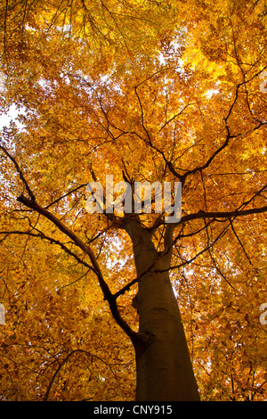 Comune di faggio (Fagus sylvatica), vista nella struttura corona in autunno, in Germania, in Baviera Foto Stock