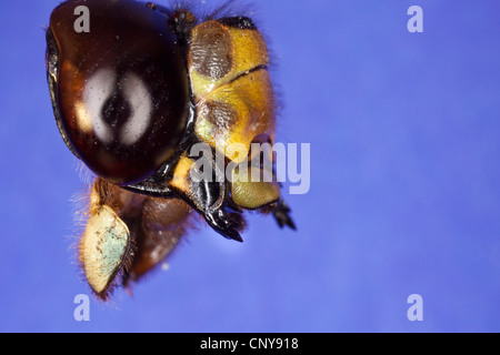 Blu-verde, darner aeshna sud, sud hawker (Aeshna cyanea), apparato boccale per mordere e masticare Foto Stock