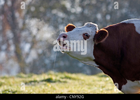 Gli animali domestici della specie bovina (Bos primigenius f. taurus), abbassamento mucca in piedi su un pascolo, in Germania, in Baviera Foto Stock