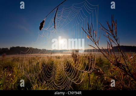 Spider Web in un prato al tramonto sul lago di Poehl, in Germania, in Sassonia, Vogtland Foto Stock