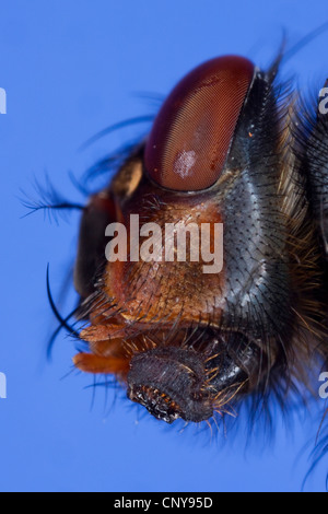 Blue mosca carnaria (Calliphora erythrocephala, Calliphora vicina), laterale verticale con occhi composti e disegnati in sucker Foto Stock