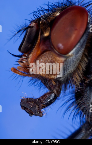 Blue mosca carnaria (Calliphora erythrocephala, Calliphora vicina), laterale verticale con occhi composti e abbassato sucker Foto Stock