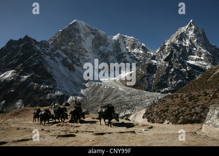 Caravan Zopkio nella parte anteriore del monte Taboche (6,542 m) nella regione di Khumbu in Himalaya, Nepal. Foto Stock