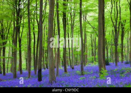 Tappeto di fiori selvatici bluebells crescendo nel bosco di faggio a West boschi, Lockeridge vicino a Marlborough, Wiltshire Foto Stock