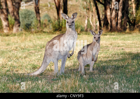 Due grigio orientale canguri, Macropus giganteus. Una madre sulla sinistra e la sua metà cresciuto joey sulla destra. Foto Stock