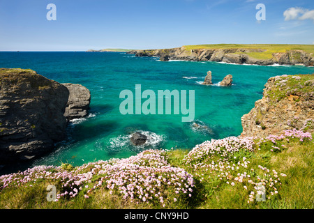 Mare rosa parsimonia (Armeria maritima) crescente sul clifftops sopra Porthcothan Bay, Cornwall, Inghilterra. Molla (maggio) 2009 Foto Stock