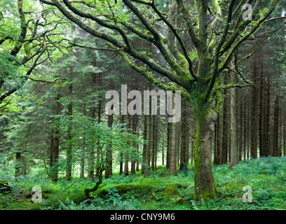 Bosco di scena a Blaen-y-Glyn, Parco Nazionale di Brecon Beacons, Powys, Wales, Regno Unito. Estate (Agosto) 2009 Foto Stock