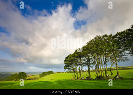 Antica faggio hedge in un campo nel Parco Nazionale di Exmoor, Devon England. In estate (Luglio) 2009. Foto Stock