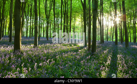 La mattina presto la luce del sole in West boschi bluebell woodland, Lockeridge, Marlborough, Wiltshire, Inghilterra. Molla (Maggio 2010). Foto Stock