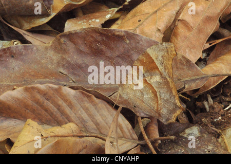 Mimetizzati serata comune Brown butterfly (Melanitis leda) in una foresta thailandese Foto Stock