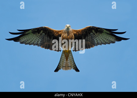 Nibbio reale (Milvus milvus) fissava con sopra il Brecon Beacons Foto Stock