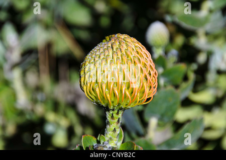 Cuscino Pin Protea Foto Stock