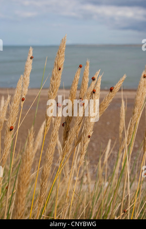 Sette-spot coccinella, sevenspot coccinella, 7-spot ladybird (Coccinella septempunctata), sulla spiaggia erba durante un aspetto di massa sulla costa del Mare del Nord, Germania Foto Stock