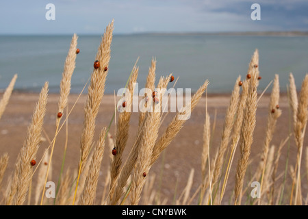 Sette-spot coccinella, sevenspot coccinella, 7-spot ladybird (Coccinella septempunctata), sulla spiaggia erba durante un aspetto di massa sulla costa del Mare del Nord, Germania Foto Stock