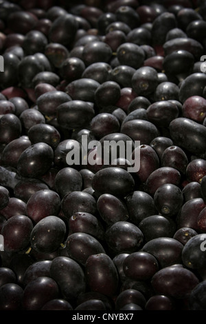 Immagine: Steve - Gara - appena raccolta olive Sevillenca, Catalunya, Spagna. Foto Stock