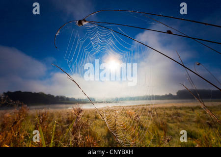 Collezione autunno la nebbia sul lago Poehl, in Germania, in Sassonia, Vogtland Foto Stock