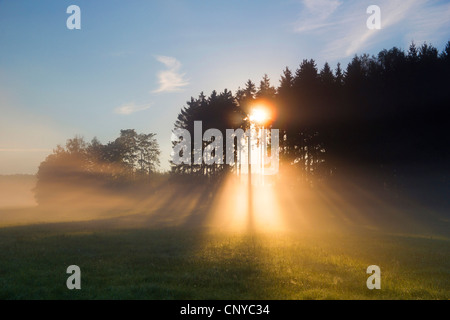 Raggi di sole del sole di mattina su coniverous la foresta e i campi nella nebbia mattutina , Germania, Sassonia, Vogtland, Vogtlaendische Schweiz Foto Stock