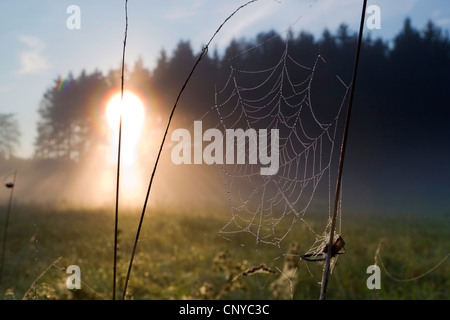 Spider Web nella nebbia mattutina nella parte anteriore del sunrise, in Germania, in Sassonia, Vogtland, Vogtlaendische Schweiz Foto Stock