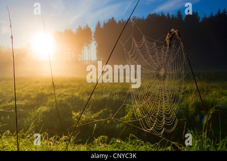 Spider Web nella nebbia mattutina nella parte anteriore del sunrise, in Germania, in Sassonia, Vogtland, Vogtlaendische Schweiz Foto Stock