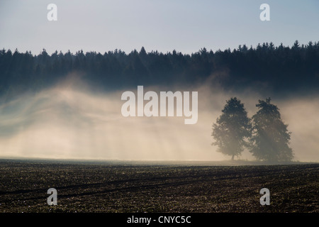 Paesaggio di campo nella nebbia mattutina, in Germania, in Sassonia, Vogtland, Vogtlaendische Schweiz Foto Stock