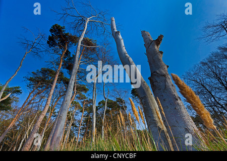 Pino silvestre, pino silvestre (Pinus sylvestris), gli alberi morti, Germania, Meclemburgo-Pomerania, Darss, Prerow Foto Stock