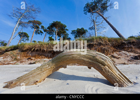 Pino silvestre, pino silvestre (Pinus sylvestris), alla spiaggia sabbiosa, Germania, Meclemburgo-Pomerania, Darss, Prerow Foto Stock