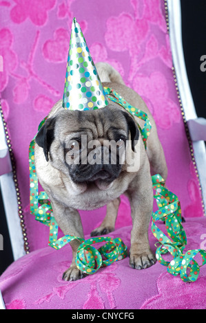 Pug (Canis lupus f. familiaris), pug celebrare la festa Foto Stock