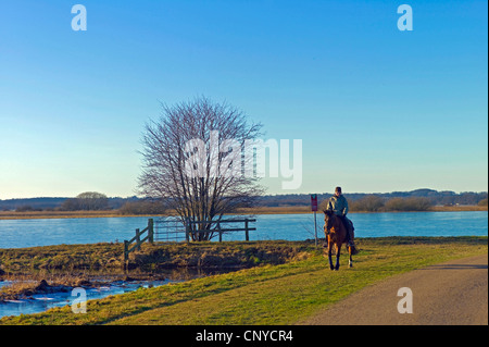 Cavaliere su Hamme banca di fiume, riserva naturale Breites Wasser, Germania, Bassa Sassonia, Osterholz, Worpswede Foto Stock