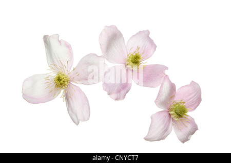 Primo piano di tre rosa pastello clematis fiori isolati contro white Foto Stock