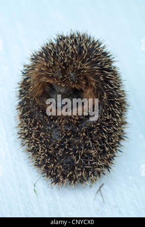 Western riccio, Europeo riccio (Erinaceus europaeus), riccio baby arrotolato, in Germania, in Baviera Foto Stock