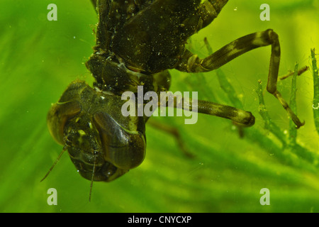 Blu-verde, darner aeshna sud, sud hawker (Aeshna cyanea), la testa di una larva, Germania Foto Stock