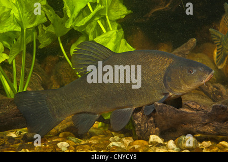 Tinca (Tinca tinca), spawner presso la massa di ciottoli di acqua Foto Stock