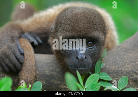 Comune lanosi scimmia, Humboldt's lanosi scimmia (Lagothrix lagotricha), seduti nella giungla con la testa appoggiata su un tronco di albero, Ecuador, Pastaza Foto Stock