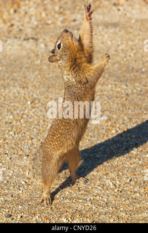 Lo scoiattolo in piedi sulle zampe posteriori sul terreno di ghiaia che si allunga, Stati Uniti, California Foto Stock