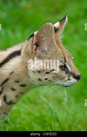 Serval (Leptailurus serval, Felis serval), laterale verticale Foto Stock