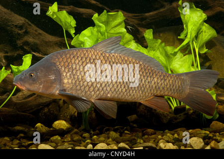 Carpe, carpa comune, europea carpa (Cyprinus carpio), carpa selvatica alla massa di ciottoli di acqua Foto Stock