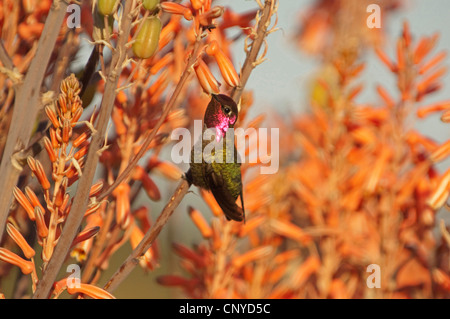 Anna (hummingbird Calypte anna), maschio alimentando il nettare di un fiore, Stati Uniti, California Foto Stock