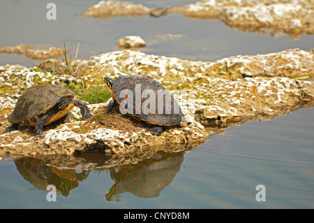 Rosso-panciuto tartaruga, redbelly tartaruga (Chrysemys rubriventris), tartarughe prendendo il sole, STATI UNITI D'AMERICA, Florida Everglades National Park Foto Stock