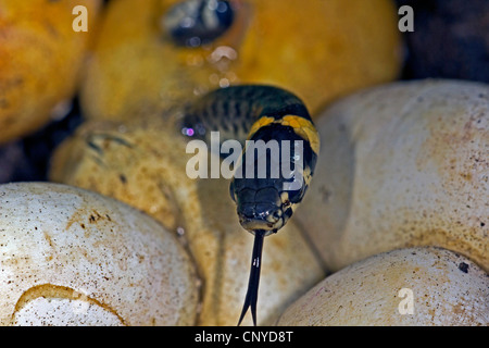 Biscia dal collare (Natrix natrix), schiusa, Germania Foto Stock